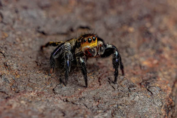 Αρσενικό Ενήλικο Άλμα Αράχνη Του Γένους Corythalia — Φωτογραφία Αρχείου