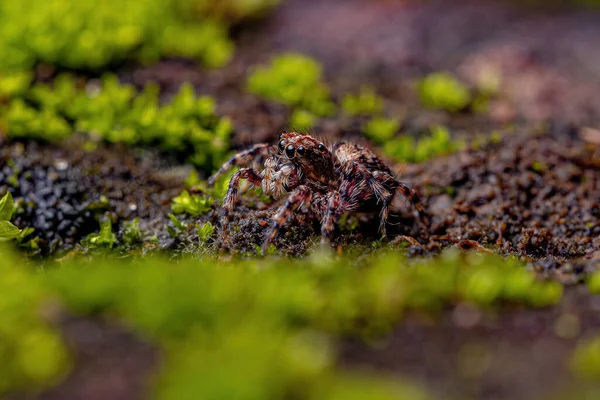 Pequena Aranha Saltadora Espécie Marma Nigritarsis — Fotografia de Stock