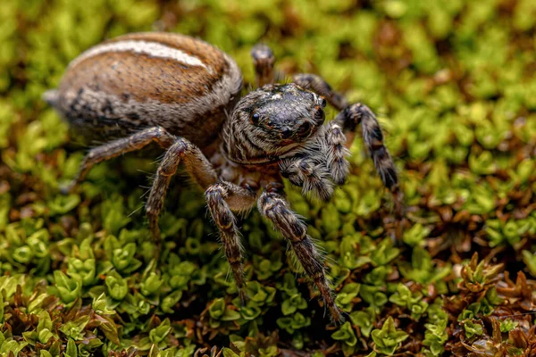 Adult Female Jumping Spider Genus Freya — Stockfoto