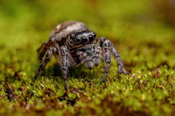 Adult Female Jumping Spider Genus Freya — Stockfoto