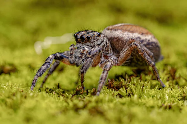 Adult Female Jumping Spider Genus Freya — Fotografia de Stock