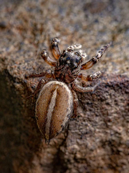 Adult Female Jumping Spider Genus Freya — Stock Photo, Image