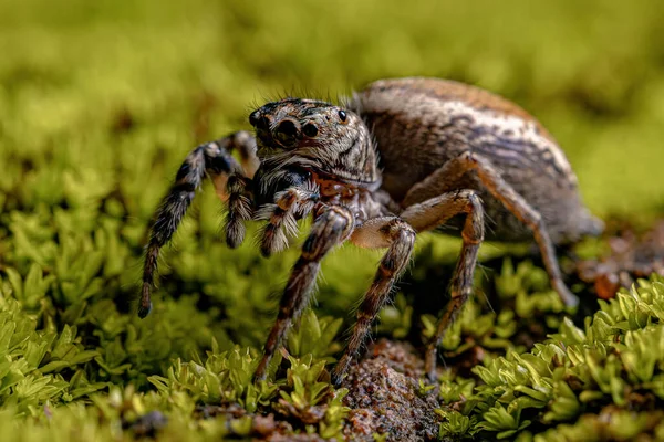 Adult Female Jumping Spider Genus Freya — Stockfoto