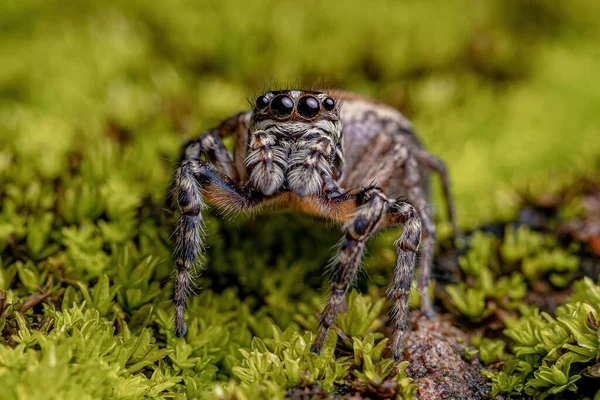 Adult Female Jumping Spider Genus Freya — 图库照片