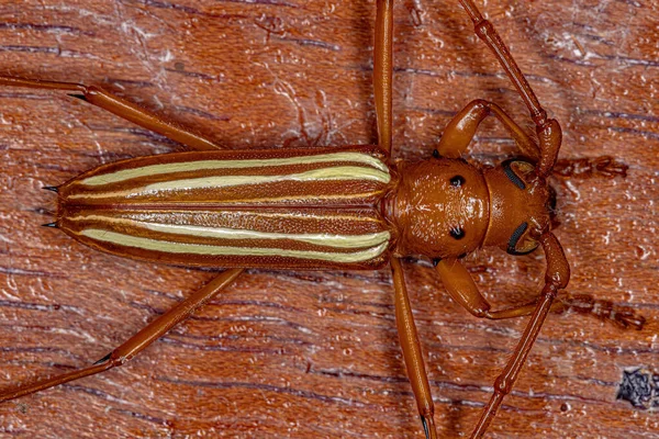 Typical Longhorn Beetle Species Eburodacrys Vittata — 图库照片