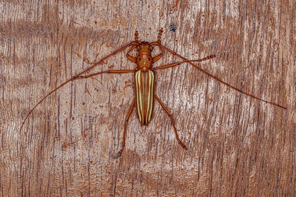 Typical Longhorn Beetle Species Eburodacrys Vittata — Stock Photo, Image