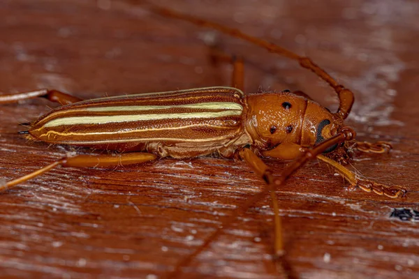 Typical Longhorn Beetle Species Eburodacrys Vittata — Stock Photo, Image