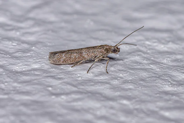 Adult Blastobasid Moth Family Blastobasidae — Zdjęcie stockowe