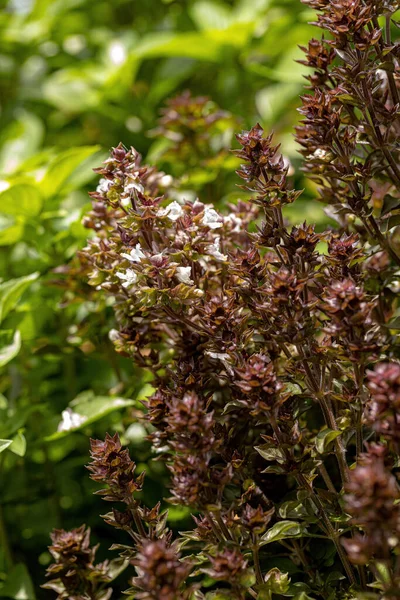 Sweet Basil Plant Species Ocimum Basilicum — 图库照片