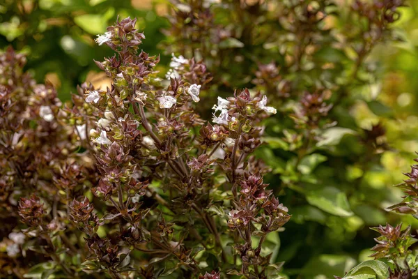 Sweet Basil Plant Species Ocimum Basilicum — 图库照片