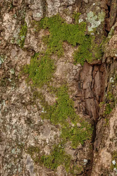 Bryopsida sınıfının Yeşil Gerçek Yosun 'ları