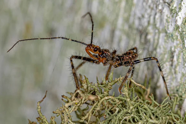 Assassin Bug Nymph Familia Reduviidae —  Fotos de Stock