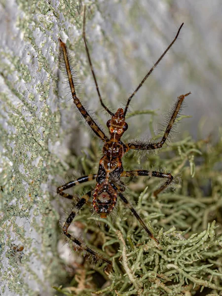 Assassin Bug Nymph Familia Reduviidae — Foto de Stock