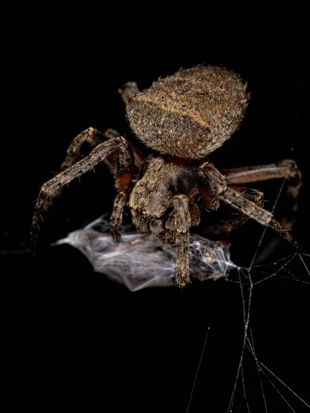 Kis Orbweaver Pók Araneidae Családból — Stock Fotó
