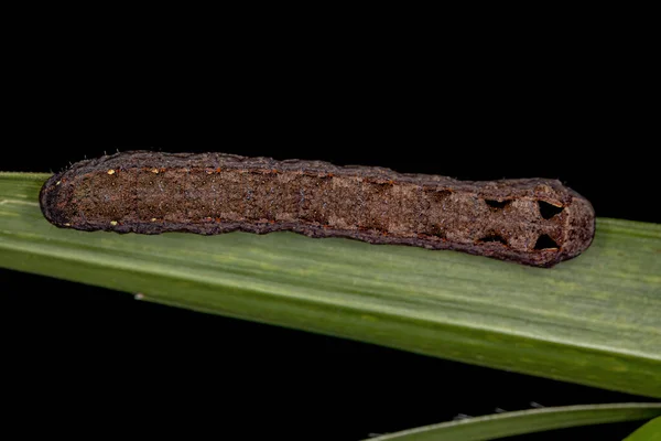 属の茶色のキャタピラーの母Spopodtera — ストック写真