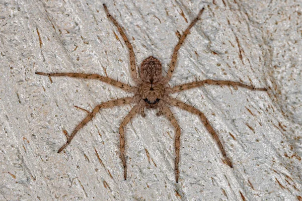 Small Crescent Eyed Spider Genus Selenops — Stockfoto