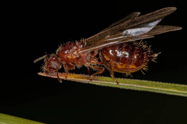 Yetişkin Kadın Kanatlı Kokteyl Kraliçesi Krematogaster Cins Karınca — Stok fotoğraf
