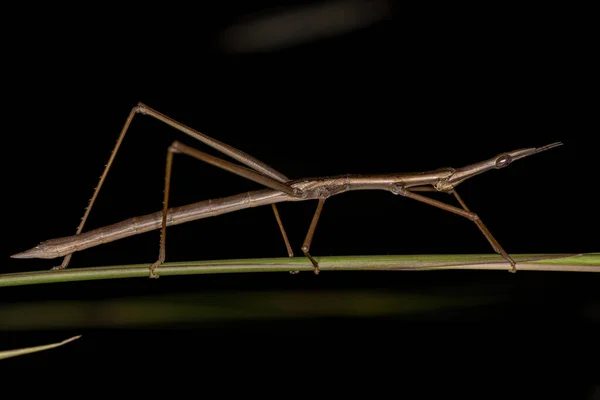 Adult Neotropical Stick Grasshopper Family Proscopiidae — Fotografia de Stock