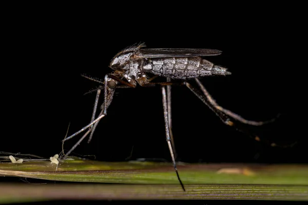 Adult Gallinipper Insect Species Psorophora Ciliata —  Fotos de Stock