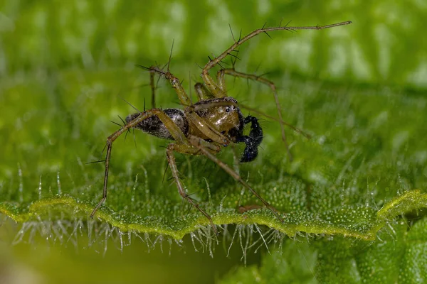 Mężczyzna Paski Lynx Spider Rodzaju Oxyopes — Zdjęcie stockowe