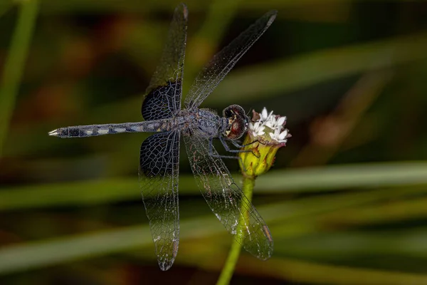 Insectos Libélula Adultos Familia Libellulidae —  Fotos de Stock