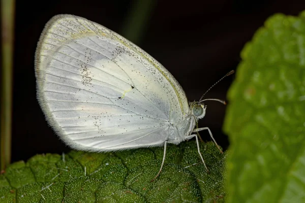 Dospělý Žlutý Motýl Druhu Eurema Elathea — Stock fotografie