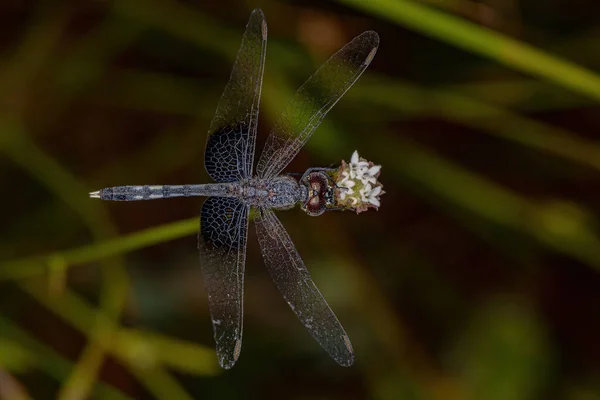 Ενηλίκων Dragonfly Έντομο Της Οικογένειας Libellulidae — Φωτογραφία Αρχείου