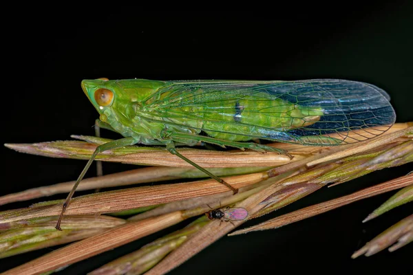 Adult Green Dictyopharid Planthopper Insect Family Dictyopharidae — 스톡 사진