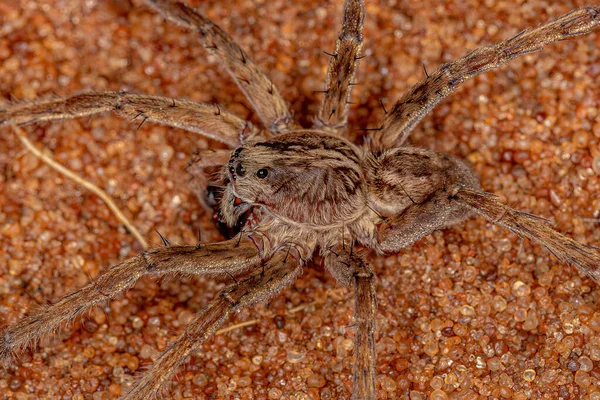 Adult Male Wolf Spider Family Lycosidae — Fotografia de Stock
