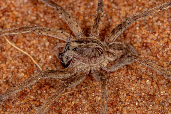 Adult Male Wolf Spider Family Lycosidae — Stock fotografie