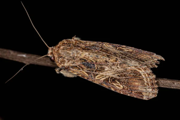 Female Adult Moth Species Spodoptera Cosmioides — Stok fotoğraf