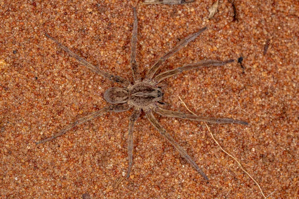 Adult Male Wolf Spider Family Lycosidae — Stok fotoğraf