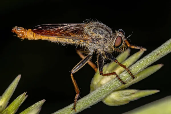 Mosca Ladrão Adulto Subfamília Asilinae — Fotografia de Stock