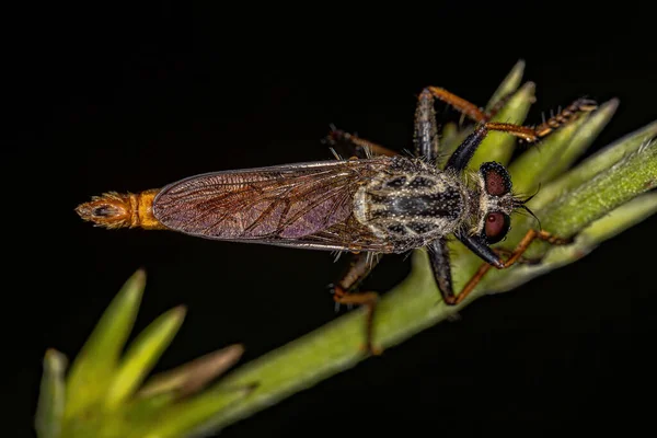 Adult Robber Fly Підродини Asilinae — стокове фото