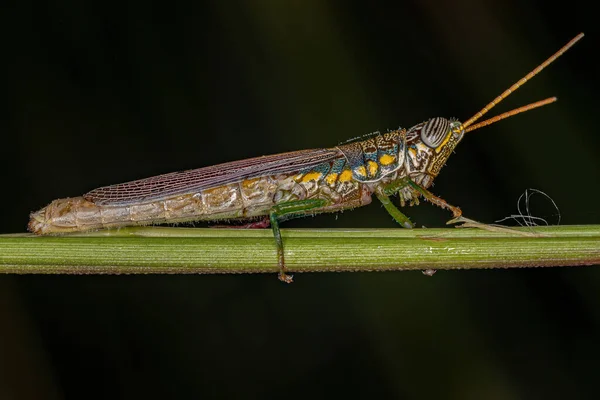 Adult Spurthroat Toothpick Grasshopper Species Stenopola Bohlsii — Stockfoto