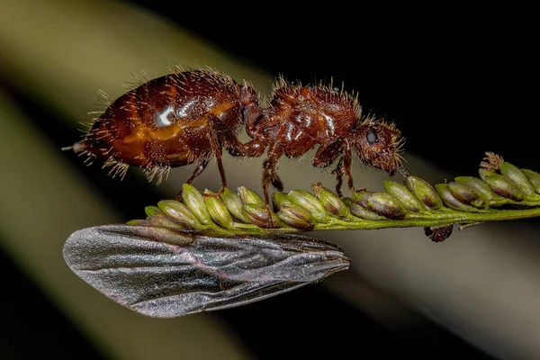 Adulto Feminino Alado Cocktail Rainha Formiga Gênero Crematogaster — Fotografia de Stock