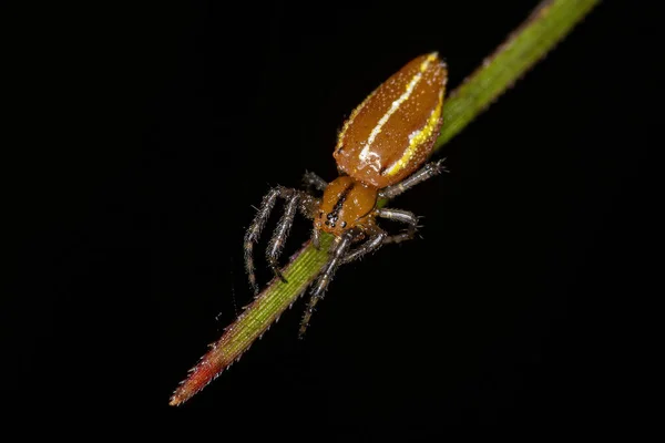 Adulte Typique Orbweaver Spider Genus Alpaida — Photo