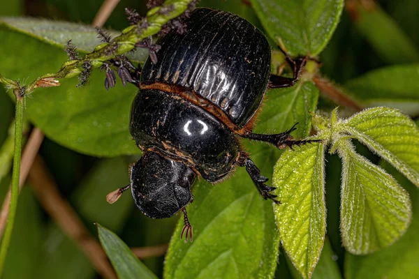 Adult Small Dung Beetle Subfamily Scarabaeinae — Stockfoto