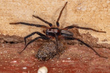 Teminius insularis türünün küçük sinsi örümceği.