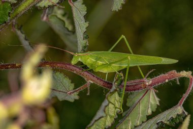 Yetişkin Faneropterin Kabile Aniarellini 'den Katydid
