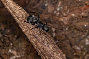 Adult Jumping Spider of the Genus Sarinda that mimics carpenter ants of the genus camponotus clipart