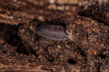 Wood Cockroach Eggcase of the Family Ectobiidae