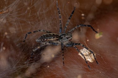 Aglaoctenus cinsinden küçük kurt örümceği
