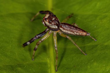 Male Adult Jumping Spider of the Genus Asaracus with a parasitoid insect Mantidfly larva of the Family Mantispidae in the neck between cephalothorax and abdomen
