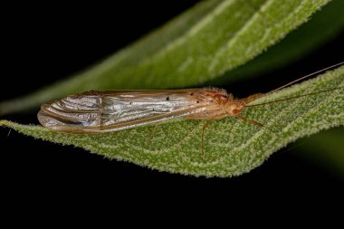 Cinsi Sinoestropsis olan Yetişkin Caddisfly Böceği