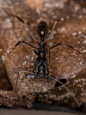 Odontomachus cinsinin Yetişkin Tuzak Çene Karıncası