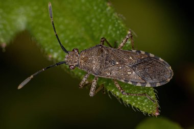Adult Leaf-footed Bug of the genus Catorhintha