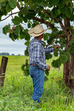 Farmer man collecting pequi fruits in a pequi tree