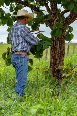 Farmer man collecting pequi fruits in a pequi tree