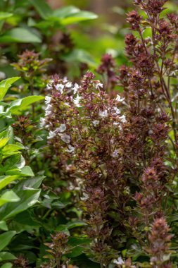 Sweet Basil Plant of the species Ocimum basilicum